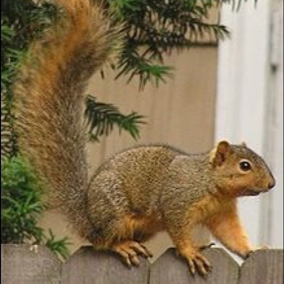 squirrel850